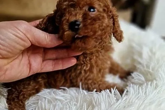 Pudel toy chlopczyk  badania genetyczne, Małopolskie, Nowy Sącz