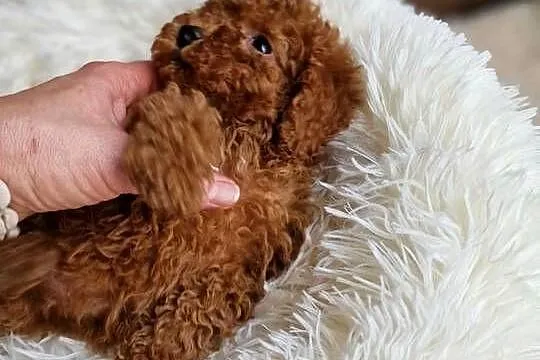 Pudel toy chlopczyk  badania genetyczne, Małopolskie, Nowy Sącz
