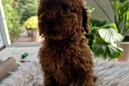 Pudel toy chlopczyk  badania genetyczne, Małopolskie, Nowy Sącz