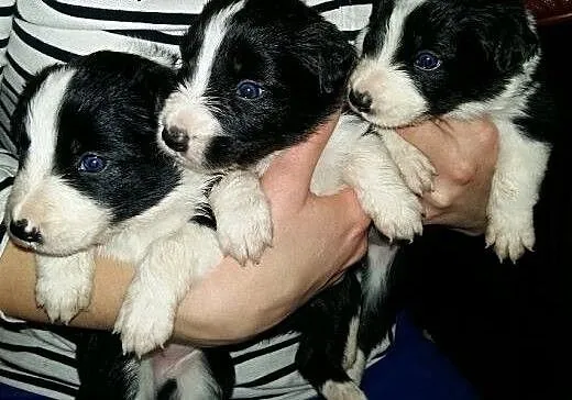 ŚLICZNE SZCZENIAKI BORDER COLLIE, opolskie Namysł