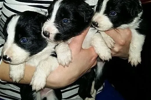 ŚLICZNE SZCZENIAKI BORDER COLLIE,  opolskie Namysł
