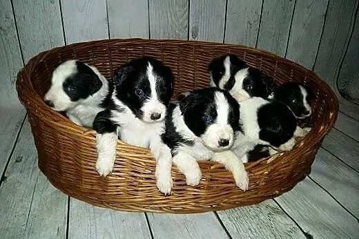 ŚLICZNE SZCZENIAKI BORDER COLLIE,  opolskie Namysł