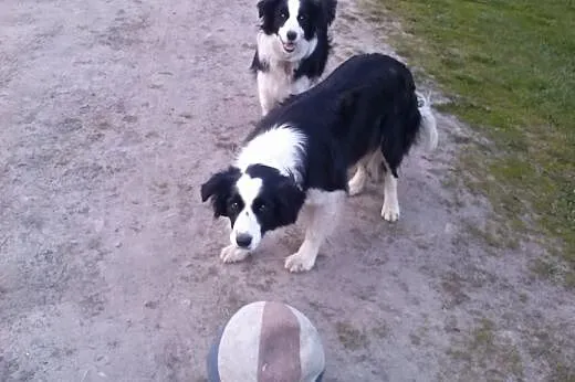 ŚLICZNE SZCZENIAKI BORDER COLLIE,  opolskie Namysł