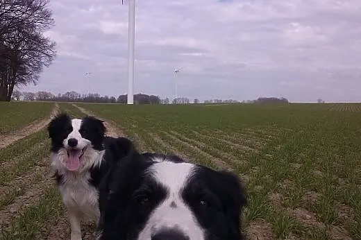 ŚLICZNE SZCZENIAKI BORDER COLLIE,  opolskie Namysł