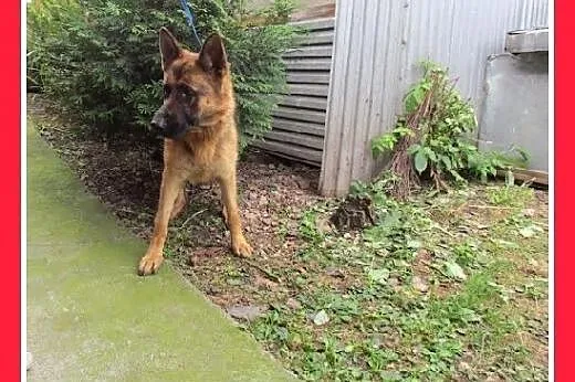 1,5 roku,owczarek mix,KIARA suka przyjazna,kontaktowa.ADOPCJA,  śląskie Katowice