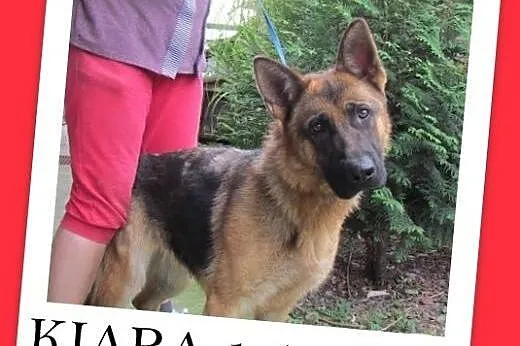 1,5 roku,owczarek mix,KIARA suka przyjazna,kontakt