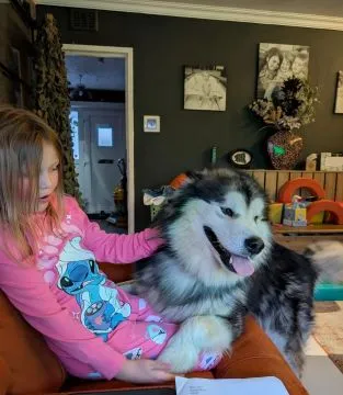 ALASKAN MALAMUTE, Szczeniak na sprzedaż Kontakt przez Whatsapp... +48736614543, , Syców