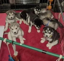 ALASKAN MALAMUTE, Szczeniak na sprzedaż Kontakt przez Whatsapp... +48736614543