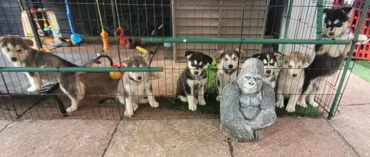 ALASKAN MALAMUTE, Szczeniak na sprzedaż Kontakt przez Whatsapp... +48736614543, , Syców