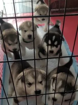 ALASKAN MALAMUTE, Szczeniak na sprzedaż Kontakt przez Whatsapp... +48736614543, , Syców