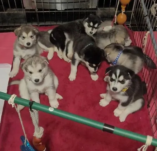 ALASKAN MALAMUTE, Szczeniak na sprzedaż Kontakt przez Whatsapp... +48736614543