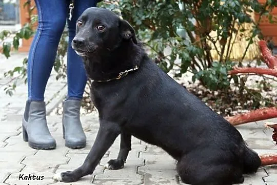 Kaktus - Nieśmiałek szuka domku, Mazowieckie, Nowy Dwór Mazowiecki