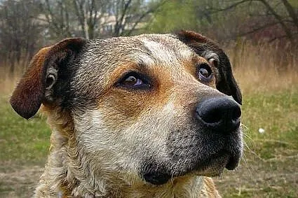 Nieduża, łagodna Basia! Przyjazna suczka szuka domu!