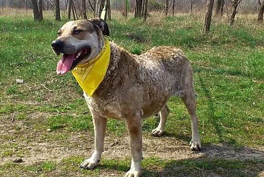 Nieduża, łagodna Basia! Przyjazna suczka szuka dom