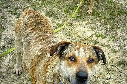 Nieduża, łagodna Basia! Przyjazna suczka szuka dom