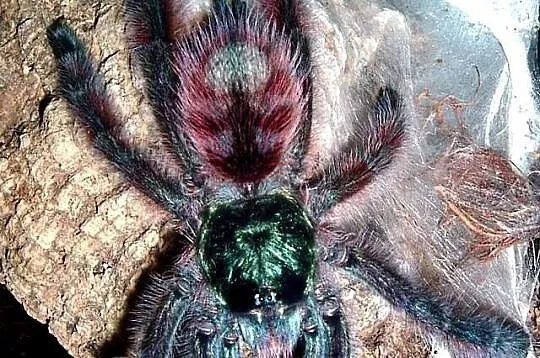 Caribena Versicolor L3 ptasznik pająk