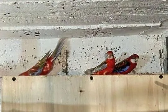 Rozeta Białolica X3 młode piękne, Świętokrzyskie, Morawica
