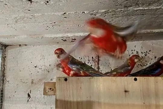 Rozeta Białolica X3 młode piękne, Świętokrzyskie, Morawica