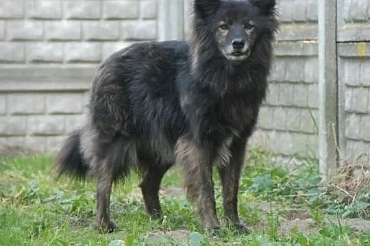 LIS szuka przyjaciela na zawsze,  wielkopolskie Konin, Wielkopolskie, Konin