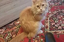 Maine coon kocica