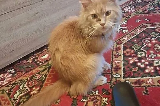 Maine coon kocica