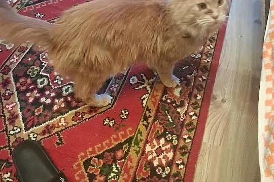 Maine coon kocica, Świętokrzyskie, Sandomierz