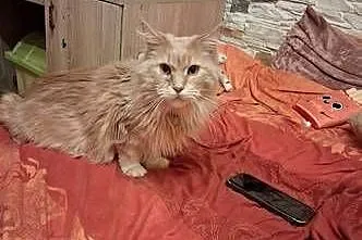 Maine coon kocica, Świętokrzyskie, Sandomierz