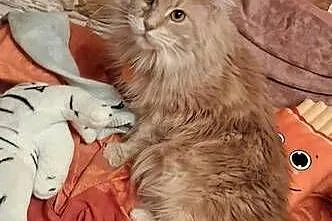 Maine coon kocica, Świętokrzyskie, Sandomierz