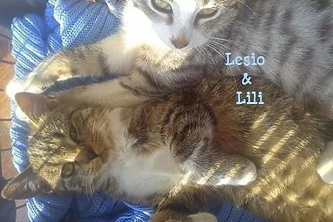 Lili i Lesio proszą o dobry dom,  małopolskie Krak