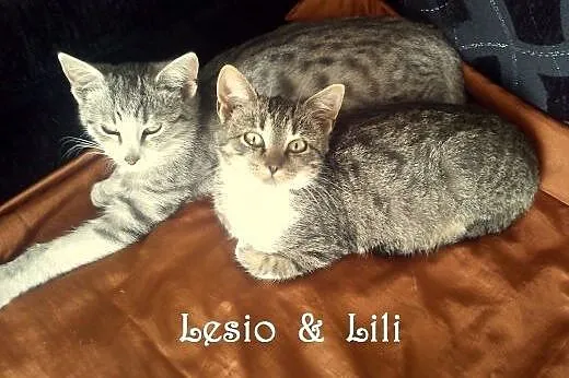 Lili i Lesio proszą o dobry dom,  małopolskie Krak