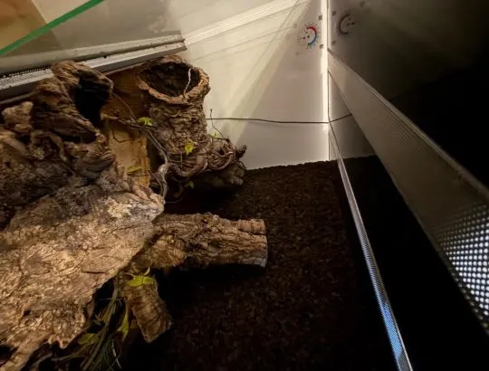 Boa dusiciel Albino (samiec 4 lata + Terrarium 120x60x60) z osprzetem i szafka, Mazowieckie, Warszawa