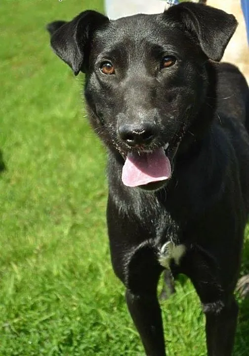 Pesel psiak w typie labradora szuka kochającego do