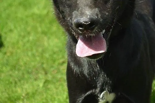 Pesel psiak w typie labradora szuka kochającego do
