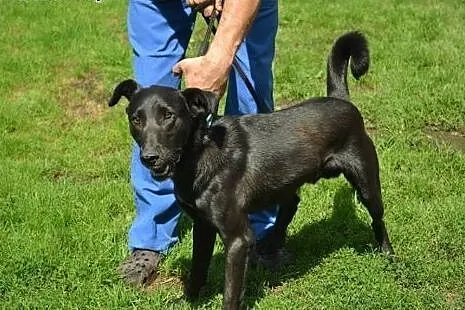 Pesel psiak w typie labradora szuka kochającego do