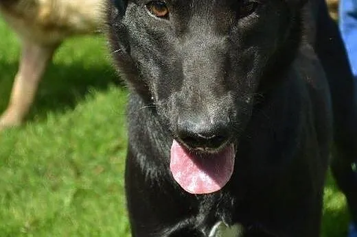 Pesel psiak w typie labradora szuka kochającego do