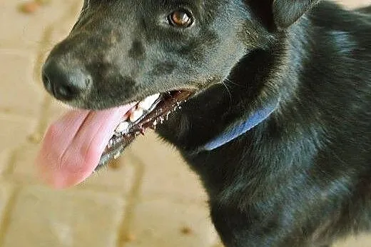 Pesel psiak w typie labradora szuka kochającego do