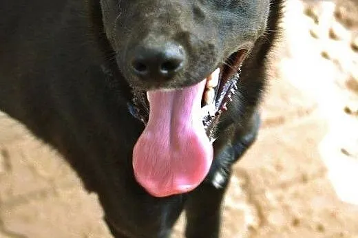 Pesel psiak w typie labradora szuka kochającego do