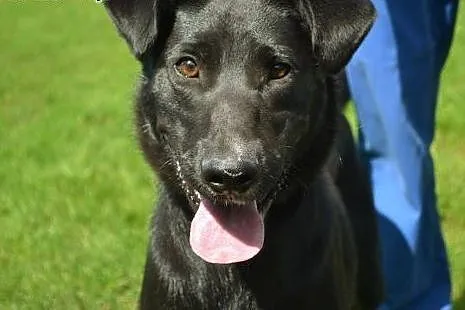 Pesel psiak w typie labradora szuka kochającego do