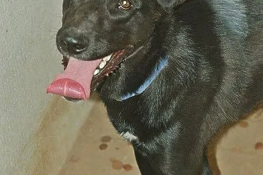 Pesel psiak w typie labradora szuka kochającego do