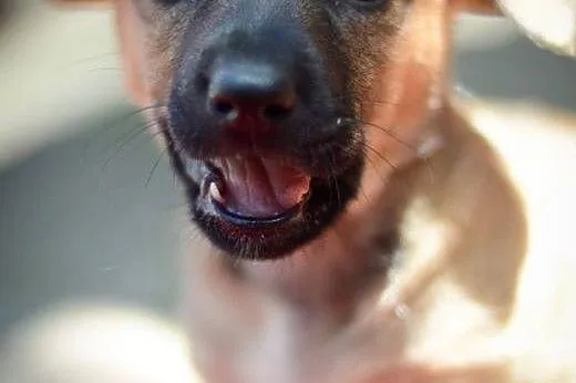 3 miesięczna sunia Tinka, SZCZENIAK MALUSZEK adopc