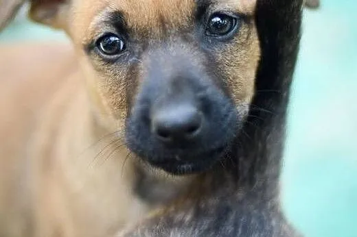 3 miesięczna sunia Tinka, SZCZENIAK MALUSZEK adopc