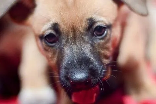 3 miesięczna sunia Tinka, SZCZENIAK MALUSZEK adopc