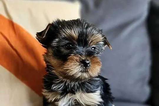 Suczka Yorkshireterrier Malutka Gotowa do zmiany domku