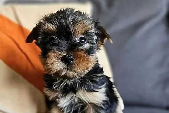 Suczka Yorkshireterrier Malutka Gotowa do zmiany domku, Śląskie, Częstochowa