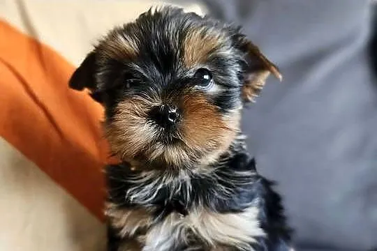 Suczka Yorkshireterrier Malutka Gotowa do zmiany domku, Śląskie, Częstochowa