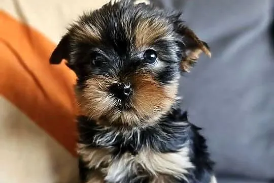 Suczka Yorkshireterrier Malutka Gotowa do zmiany domku, Śląskie, Częstochowa