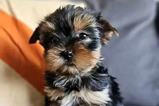 Suczka Yorkshireterrier Malutka Gotowa do zmiany domku, Śląskie, Częstochowa