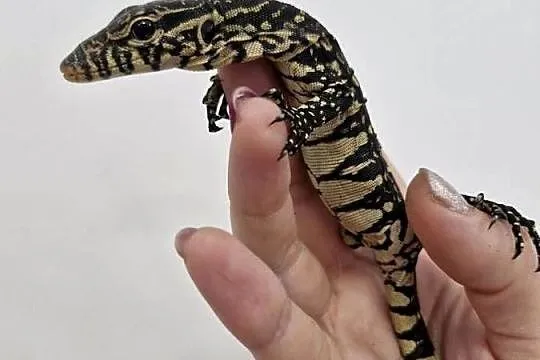 Varanus Ornatus, Waran Ozdobny, Dolnośląskie, Oława