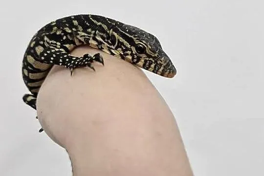 Varanus Ornatus, Waran Ozdobny, Dolnośląskie, Oława