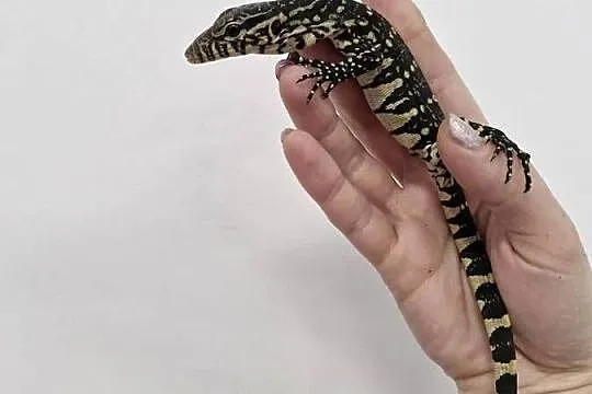 Varanus Ornatus, Waran Ozdobny, Dolnośląskie, Oława